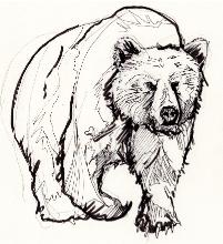 bear